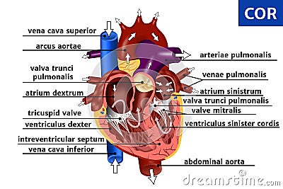 Realistic anatomy of the heart. Vector Illustration